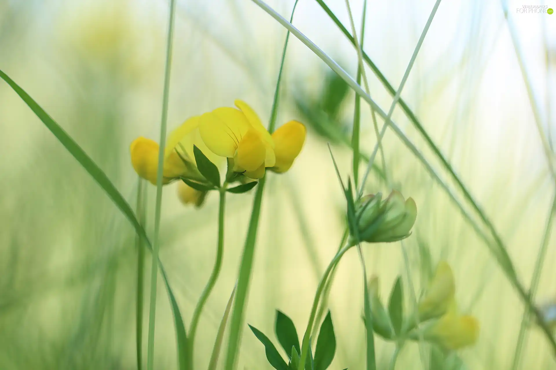 Colourfull Flowers, Birds-foot Trefoil, Yellow