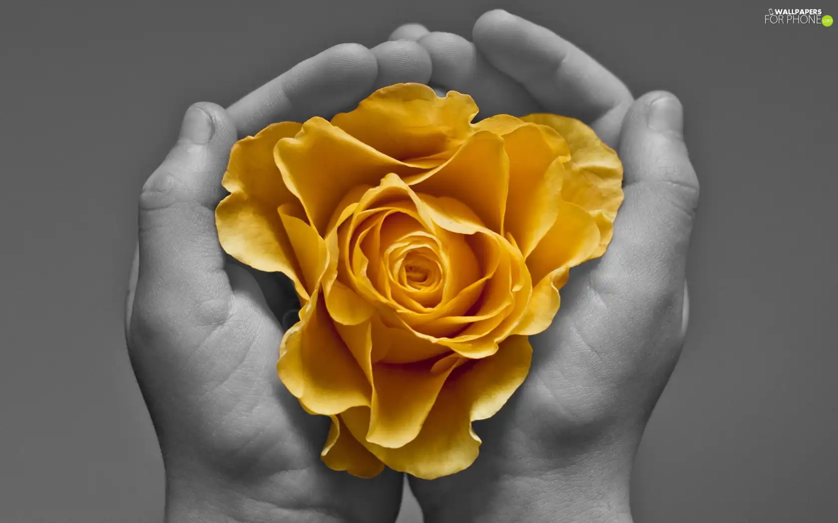 hands, rose, Yellow Honda